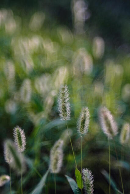 Bianca Inês Pedro Strategic & Comms Consultant If Not Us Then Who?